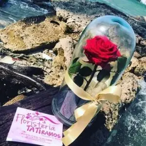 *.Rosa preservada